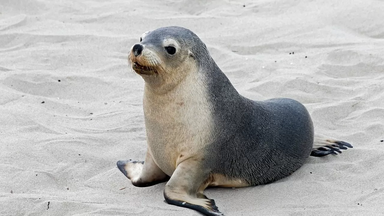 Щенок морского котика забрел в бар в Ричмонде 