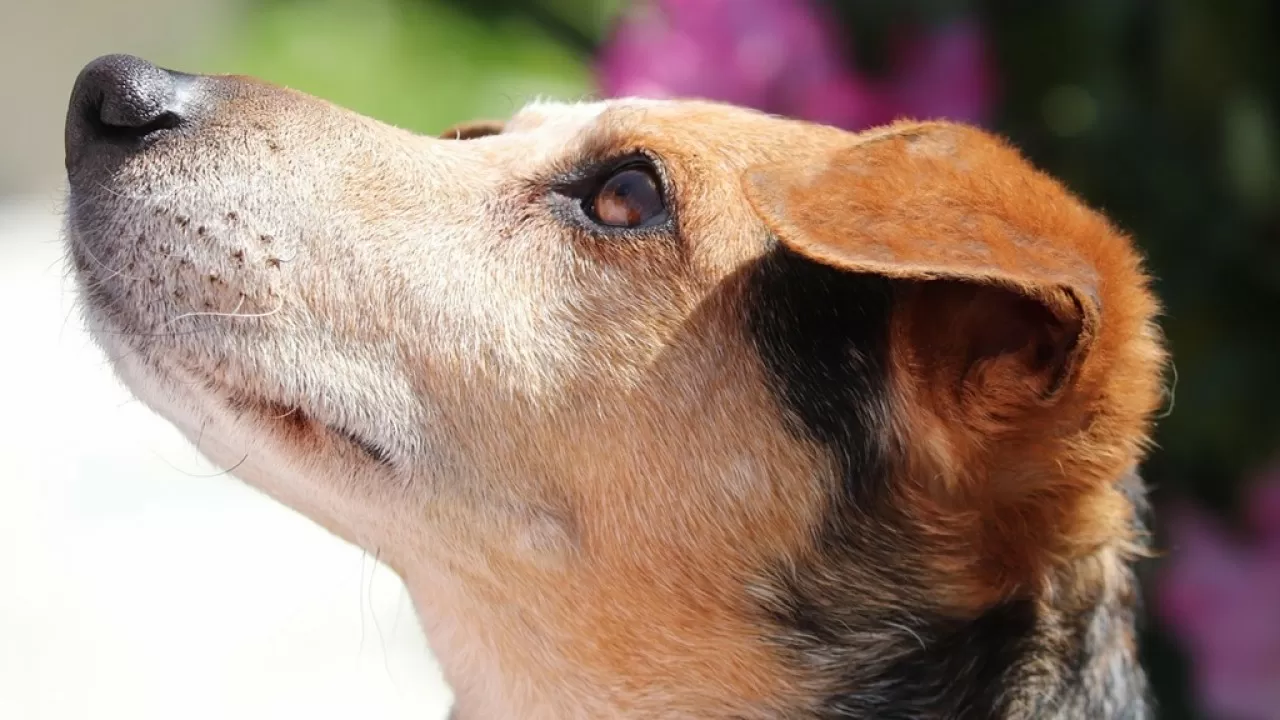 Собаки помогают подросткам чувствовать себя менее тревожно - ученые