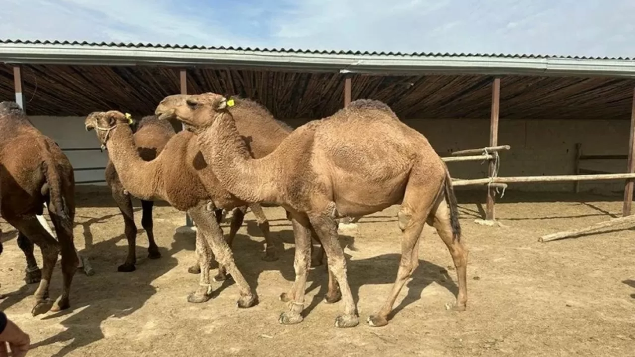 Казахстан вывел новый вид домашнего скота 