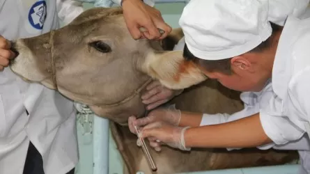 О фактах заражения казахстанцев от животных рассказали в минздраве 