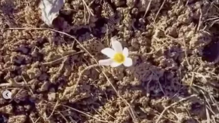 Алатау бөктерінде бәйшешек гүлдеді