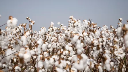 Мақта өндірісі 18 жылда алғаш рет 428 мың тоннаға жетті