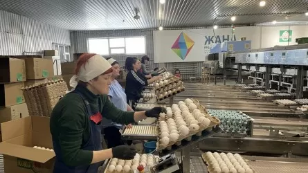 Қазақстанға тауық жұмыртқасын әкелуге тыйым салынды