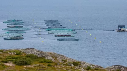 Аквакультура станет драйвером роста рыбной отрасли 
