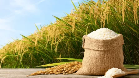 Қызылорданың күрішінен қамысына дейін экспортталып жатыр