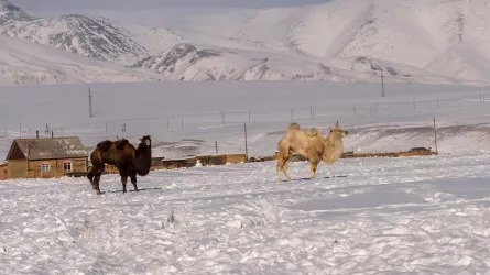 Қазақстан малдың жаңа түрін ойлап тапты