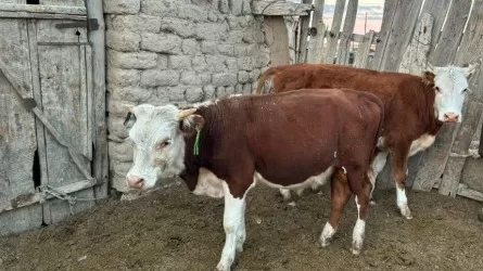 В ВКО по &laquo;горячим&raquo; следам раскрыли кражу скота 