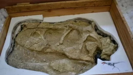 Заңсыз әкетілген динозавр қазба қалдықтары Франциядан Моңғолияға қайтарылады