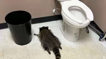 Пьяный в стельку енот устроил алкопогром в магазине США 