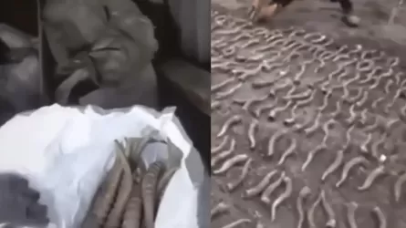 Жезқазған тұрғынынан 300-ден астам киік мүйізі тәркіленді 