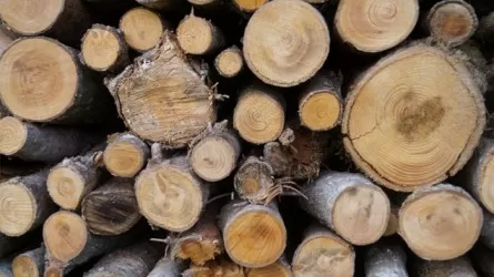 Қазақстанда ағаш материалдарын таңбалау жүйесі іске қосылмақ