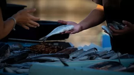 Север лидирует по рыбе, а Шымкент – в аутсайдерах 