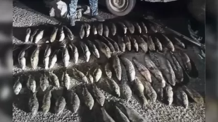 Қазақстанда 4 мыңнан астам адам браконьерлік бойынша істі болды