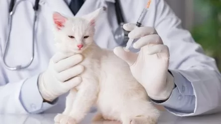 Елімізде жануарлардың 23 ауруына қарсы вакциналау жүргізіледі &ndash; АШМ