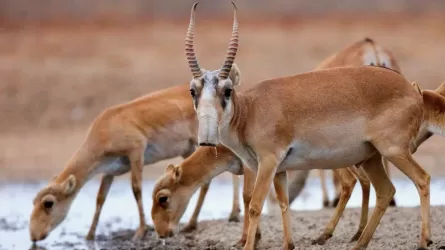 Қазақстанда киік саны келесі жылы 5 миллионға жетеді