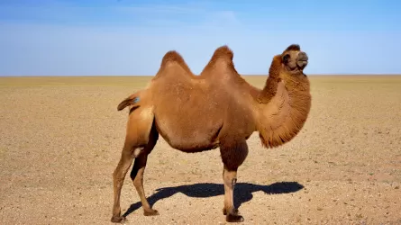 Маңғыстау облысы түйе сүтін ұнтаққа айналдырып, сатуды бастады