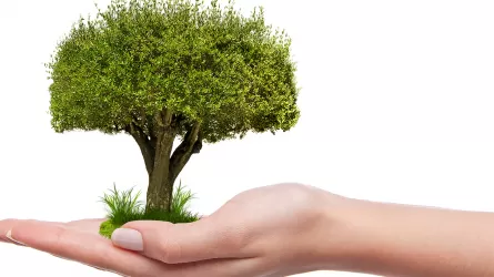 Зеленый поворот: почему 2025 стал ключевым годом для экологии в РК 