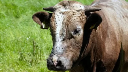 Как чиновники объяснили массовый падеж скота в Акмолинской области