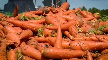 Қазақстан сәбізді экспорттауға уақытша тыйым салады