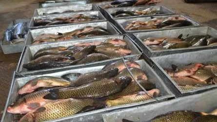 Қазақстанда балық өңдеумен 72 кәсіпорын айналысады