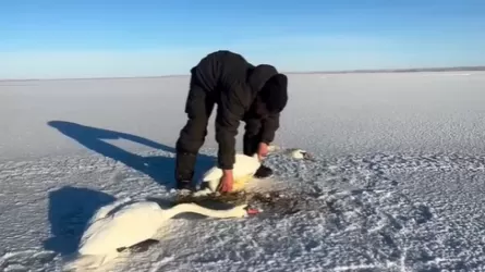  Вечная любовь: как спасали лебедей в Павлодарской области