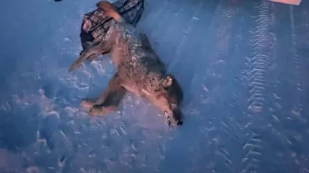 Незаконную охоту на волка пресекли в области Абай 