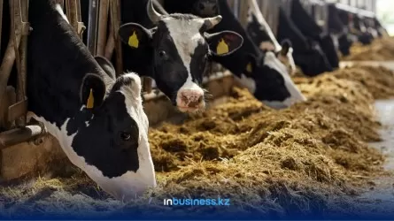 Животноводство Казахстана получит мощный финансовый толчок