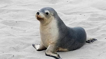 Щенок морского котика забрел в бар в Ричмонде 