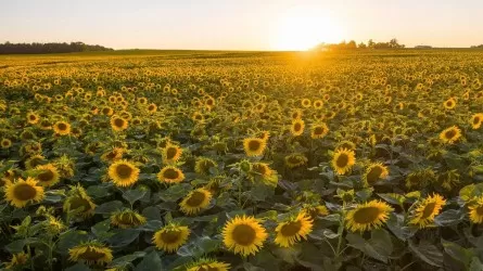 Қазақстан биыл майлы дақылдар жинаудан рекордтық көрсеткіш көрсетті