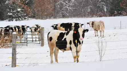 Жаңа жылда мемлекеттен ең көп сыйлық алатын кәсіп иелері анықталды