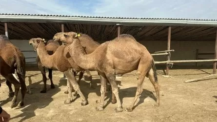 Казахстан вывел новый вид домашнего скота 