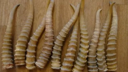 Крупный канал незаконного оборота рогов сайгаков выявили в области Улытау 