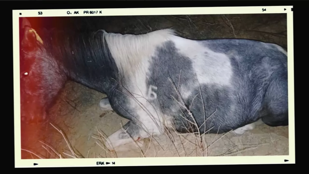 Чип сработал: чипирование помогает остановить похищение скота в РК 