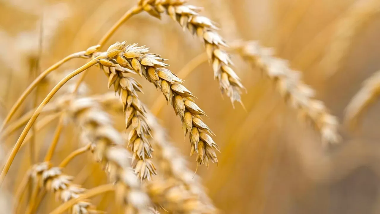 Жаңадан жиналған астықтың 3,9 млн тоннасы экспортталды