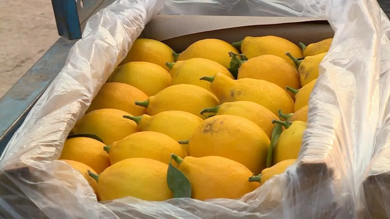 Сарыағаштық шаруа жылына 200 тонна лимон жинап отыр