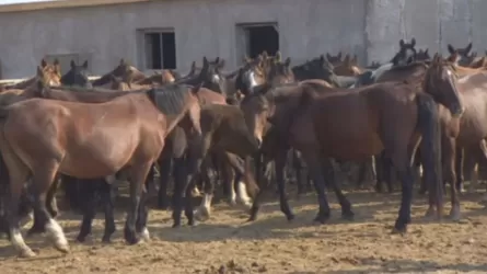 Атырау облысында 28 жылқыны ұрлаған күдікті қамауға алынды 