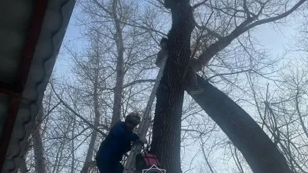 В Павлодаре пришлось спасать мужчину, который хотел спасти кота