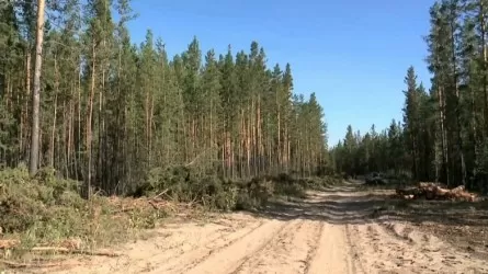 «Ертіс орманының» бұрынғы директоры 12 жылға сотталды 