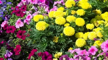 Алматыда «Гүл Алматы. Flower city» фестивалі өтеді