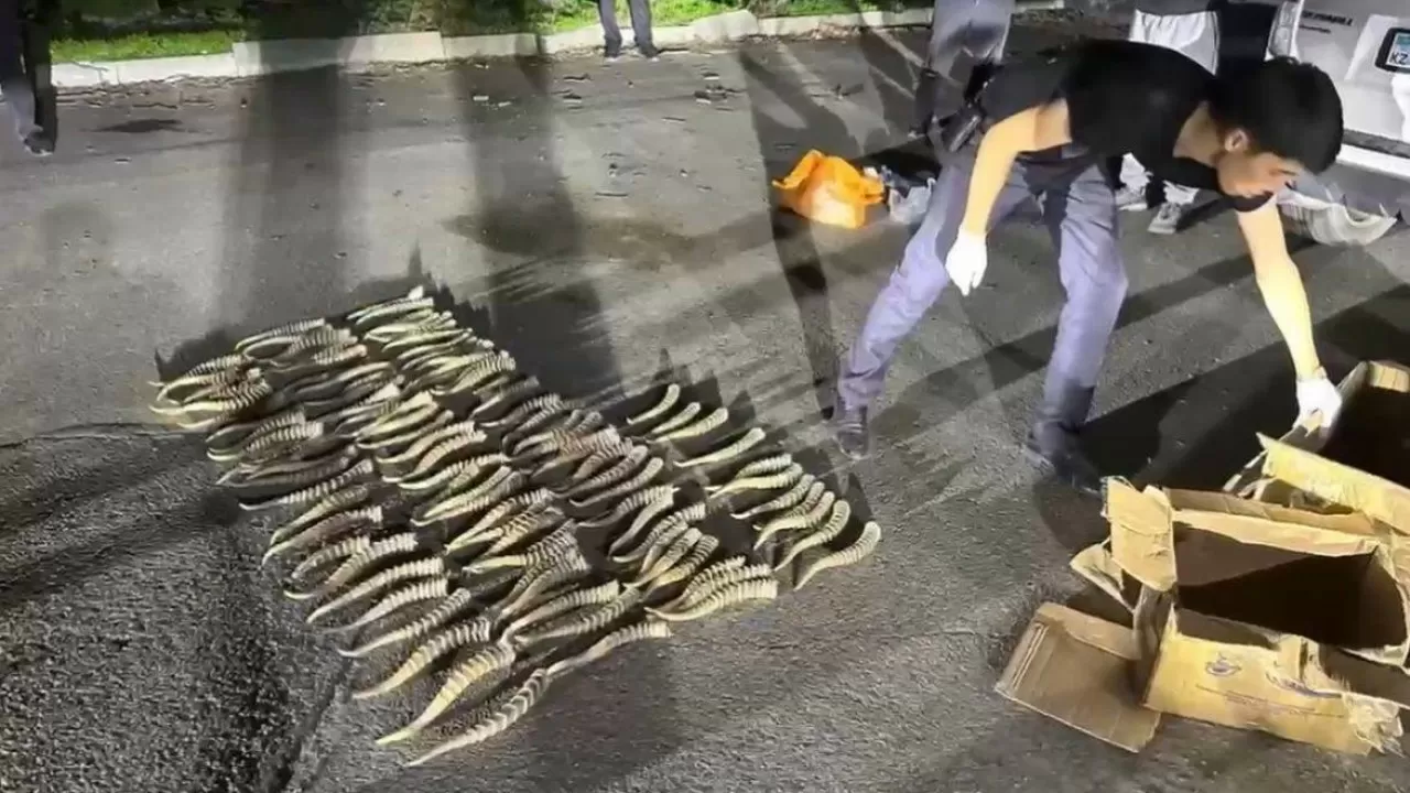 Текелі қаласында киік мүйіздерінің заңсыз саудасы әшкереленді