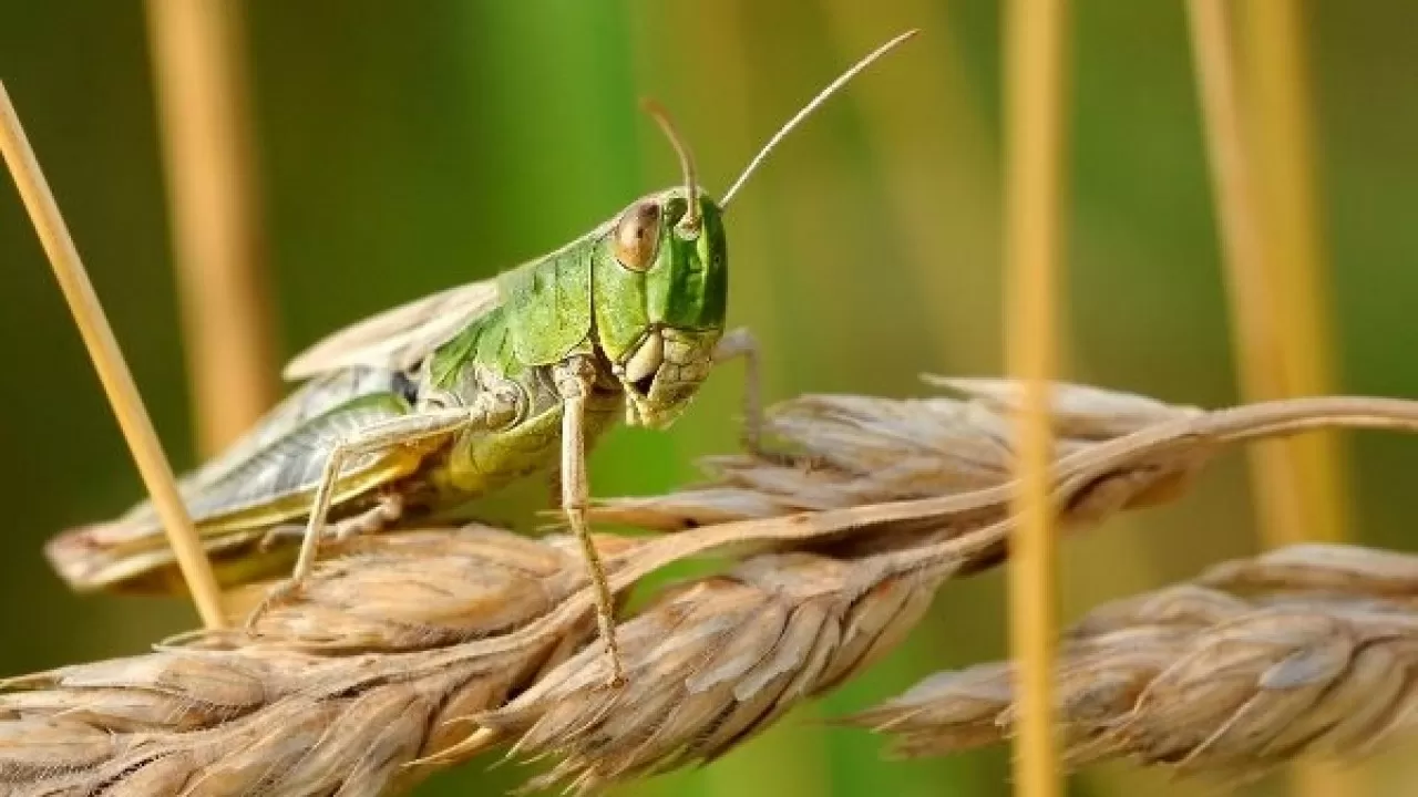 Шаруаларды шегірткенің күрт көбеюі алаңдатып отыр 