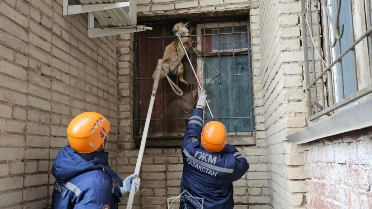 В Уральске спасатели освободили лису, застрявшую в оконной решетке 