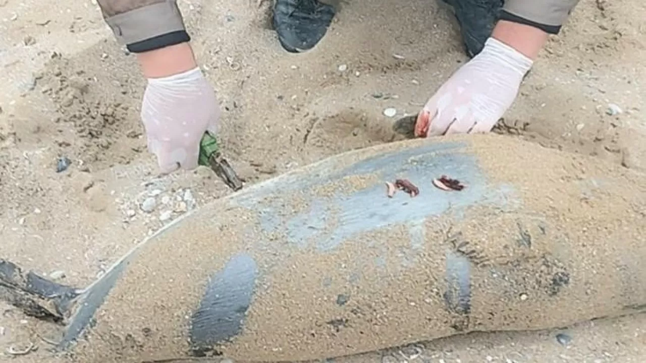 Более 80 туш мертвых тюленей нашли на побережье Каспийского моря