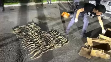 Текелі қаласында киік мүйіздерінің заңсыз саудасы әшкереленді