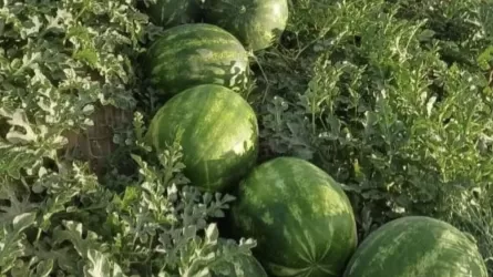 Биыл Келесте қарбыз маусымы ерте басталды