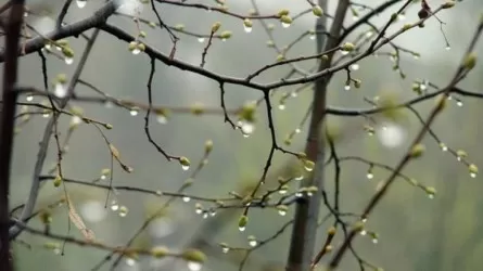5 мамырда еліміздің тек үш өңірінде жаңбыр жауатыны айтылды