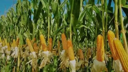 «Ромео мен «Джамала»: Украиналық селекционерлер жүгерінің жаңа сорттарын өсіріп шығарды