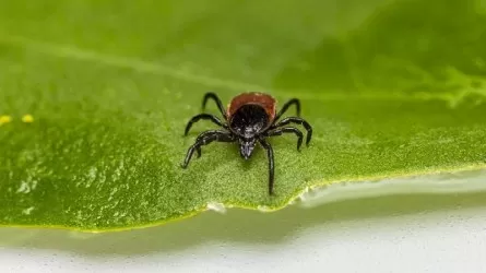 Шығыс Қазақстан облысында 800-ге жуық баланы кене шаққан