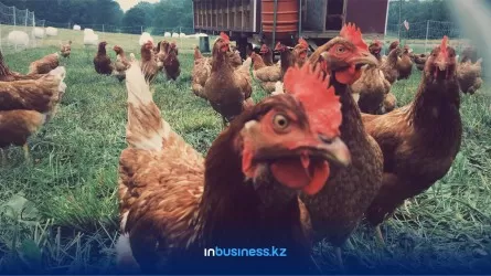 Курица со вкусом нефти: птицефабрика в Жамбылской области опровергает обвинения
