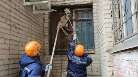 В Уральске спасатели освободили лису, застрявшую в оконной решетке 